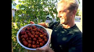 The wood is very hard and strong. Every Home Garden Should Have This Fruit Tree Youtube