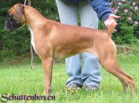 If the budget is tight, your. Boxer Puppies For Sale In Washington Boxer Breeders And Information