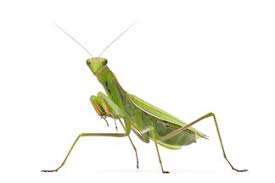 More spanish words for praying mantis. Praying Mantis In Spanish English To Spanish Translation Spanishdict