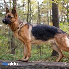 alman kurdu k9 cinsi kopek bakimi ve ozellikleri