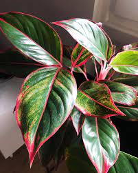 Home Decor Bedroom Plants Cool Plants Pretty Plants