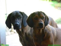 Image result for hannoverský barvář