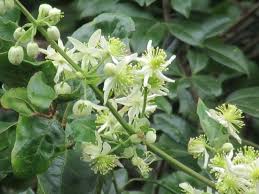 Image result for Clematis brachiata