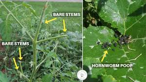 We did not find results for: Get Rid Of Tomato Hornworms Without Toxic Chemicals You Should Grow