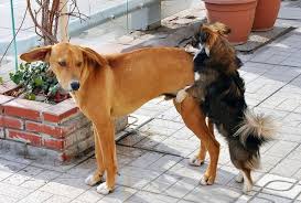 For example, you can take a stroll with him or bring out his favorite toys. How To Stop A Dog From Humping Your Leg Hault The Hump
