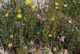 Image result for Eriosema flexuosum