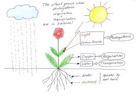 How Do Plants Grow Free Information On Plant Development Teaching Plants Plant Science Plant Lessons