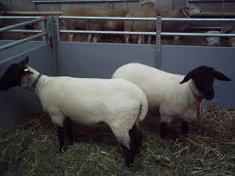 Primaria municipiului suceava organizeaza o licitatie publica prin care scoate la vanzare mai multe bunuri rezultate de pe urma materializarii proiectul de. Oi Suffolk Stahrl Si Texel Firma Kolcsar Oroszlany Craciunescu