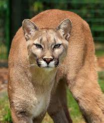 3200x1800px Free Download Hd Wallpaper Selective Photography Of Wild Cat Cougar Mountain Lion Puma Concolor Wallpaper Flare