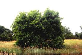 Manitoba maple/box elder is it good for anything? Identifying Removing The Invasive Boxelder Tree Diamond Mowers