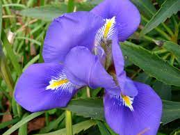 More images for winter gardening north carolina » Winter Gardening In North Carolina Triangle Gardener Magazine