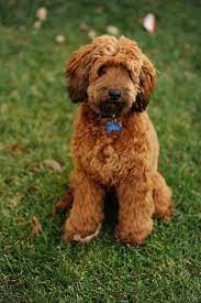 I Thought I Adopted A Poodle I Think I Have A Woodle Instead Shaggy Whoodle Puppy Whoodle Puppies For Sale Puppies