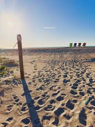 Image result for Sandy Beach Brown 2011 Captiva