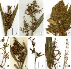 Image result for Scleria sp.no.1