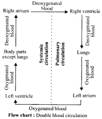 Pulmonary And Systemic Circulation Flow Chart