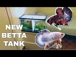 Alibaba.com offers 1,254 betta fish halfmoon products. New Betta Tank Set Up Half Moon Plakat Bettas Hmpk Youtube