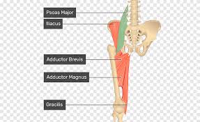 Suture anchors are placed in the greater tuberosity and then the sutures are passed through the torn tendon and the tendons are brought back to their anatomic location on the femur. Adductor Longus Muscle Adductor Magnus Muscle Adductor Muscles Of The Hip Adductor Brevis Muscle Anatomy Muscle Anatomy Angle Hand Png Pngegg