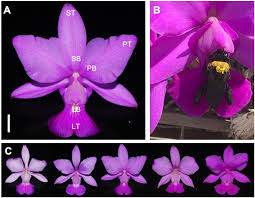 Hours may change under current circumstances Frontiers Intrafloral Color Modularity In A Bee Pollinated Orchid Plant Science