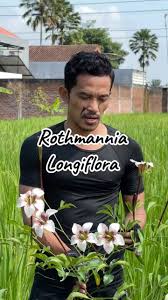 Image result for Rothmannia longiflora