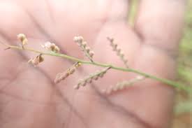 Image result for Urochloa semiundulata