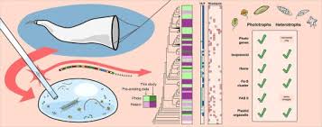 Image result for Pouchetia