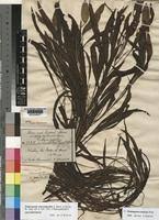 Image result for Potamogeton schweinfurthii