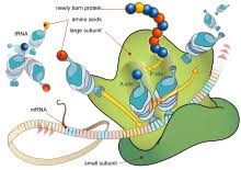 Protein terdiri dari asam amino. Protein Wikipedia Bahasa Indonesia Ensiklopedia Bebas