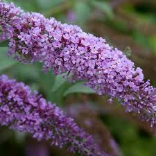 Image result for Buddleja davidii