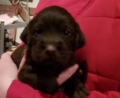 It also helps us understand your goals and what type of dog will fit best with your hunting style and personality. Pudelpointer Against The Wind Gun Dogs