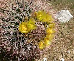 It produces white flowers on its flattened stem in both spring and summer. Ferocactus Cylindraceus Wikipedia