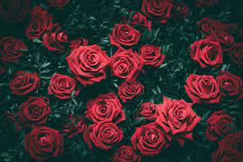 The wallpaper is also simple to create, with effortless instructions provided for installation. Red Roses In The Dark In 2021 Flower Pictures Rose Wallpaper Flower Images