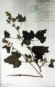 Image result for Xanthium strumarium