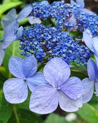 Image result for Hydrangea macrophylla