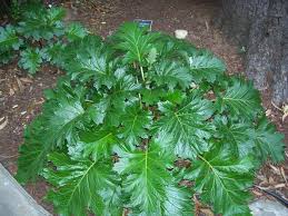 Image result for Acanthus