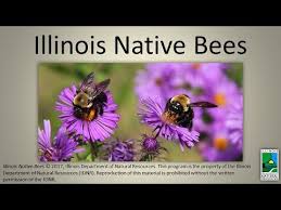 Maybe you would like to learn more about one of these? Illinois Native Bees Cc Available Youtube