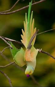 Talking To Your Child About The Birds And Bees With Images Pretty Birds Birds Beautiful Birds