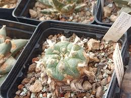 Image result for Loxodera caespitosa