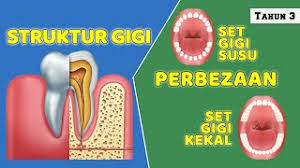 Sesudah beberapa bulan tumbuhlah gigi susu. Struktur Gigi Dan Perbezaan Set Gigi Susu Dan Set Gigi Kekal Youtube