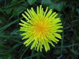 Dandelion Flowers Information Dandelion Flower Dandelion Flowers