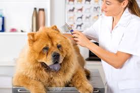 Itching, scratching, flaky skin and white speckles in their coat—all signs your dog has dandruff. Scaly Skin In Dogs Signs Causes Diagnosis Treatment Recovery Management Cost