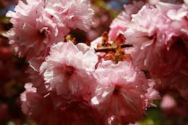Maybe you would like to learn more about one of these? File Flowering Pink Tree Bloom Spring West Virginia Forestwander Jpg Wikimedia Commons