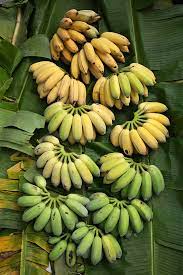 Maybe you would like to learn more about one of these? Hand Bunch Of Bananas Wordreference Forums