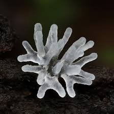 Image result for Sericorema remotiflora