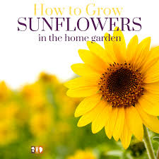 Sunflowers are easy to grow from seed and fun for all the family. How To Grow Sunflowers At Home The Kitchen Garten