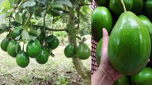 Ini karena indonesia sendiri memiliki iklim tropis. Rahasia Menanam Labu Kuning Waloh Cepat Berbuah Lebat Dan Panen Melimpah How To Planting Pumpkins Youtube