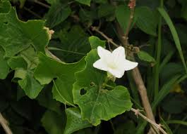 Image result for Coccinia sp. A