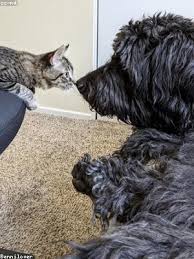 The installation process of this whatsapp mod is quite simple, you just have to download the apk file and tap on install to start the installation process. Whatsapp Plus Ios On Ibcoadebtasp Anticociliegio It