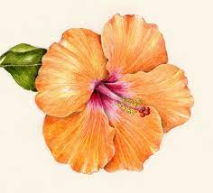 Workshops Draw Botanical Botanical Drawings Flower Drawing Hibiscus Flower Drawing