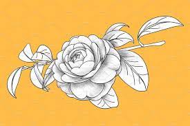 Camellia Japonica Hand Drawn Flowers Flower Drawing Camellia