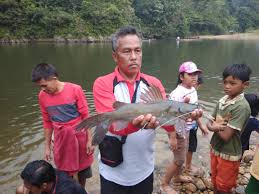 Caranya, isi mulut dengan beberapa buah pasalnya, tulang ikan yang menempel terus di kerongkongan dapat menyebabkan sejumlah risiko komplikasi, seperti merobek kerongkongan. Ternyata Ada Lubuk Larangan Di Sungai Subayang Seperti Apa Mongabay Co Id